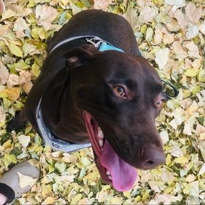 Meet your Posher, Brigham